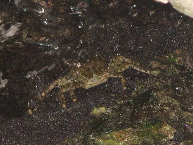 Pachygrapsus marmoratus (Fabricius, 1787)